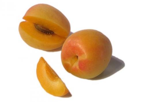 Гибрид персика со сливой. Самые необычные гибриды абрикоса, персика, сливы и яблока
