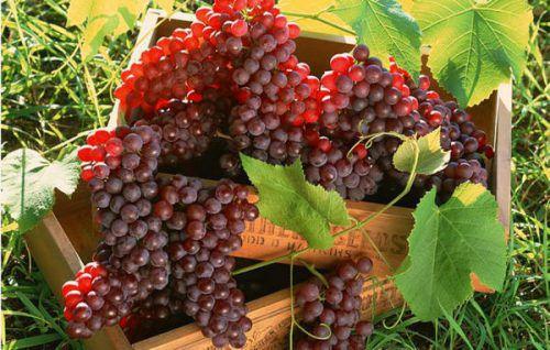 Значение параметра урожайности винограда с куста. Урожайность, как характеристика винограда