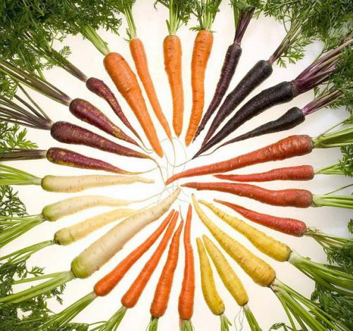 Необычные сорта разноцветной моркови. Разноцветная морковь в закладки 16