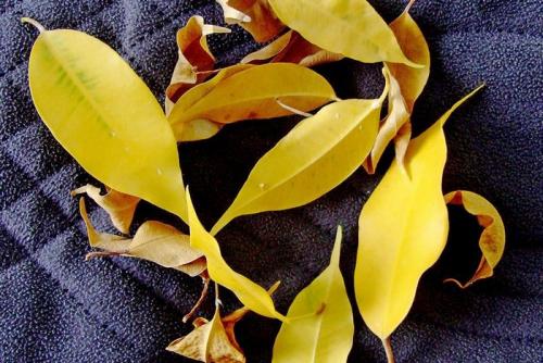 Почему у фикуса Бенджамина осыпаются листья? Фикус Бенджамина — желтеют и опадают листья, что делать