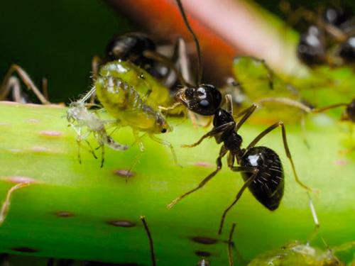 Как и где зимуют муравьи? Как муравьи готовятся к зиме?