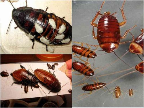 Как размножаются домашние тараканы в квартире. Цикл размножения домашних тараканов