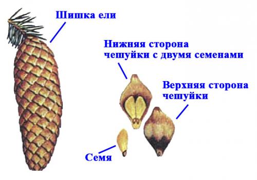 Структура сосны фото