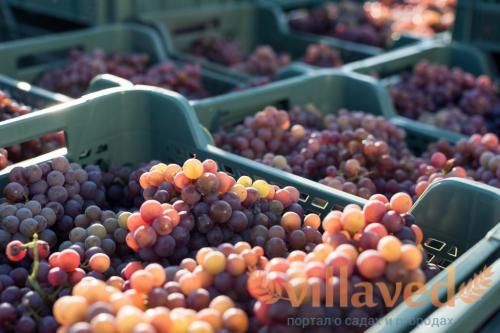 Урожайность винограда с куста и гектара. Бизнес на винограде. Выращивание и заработок