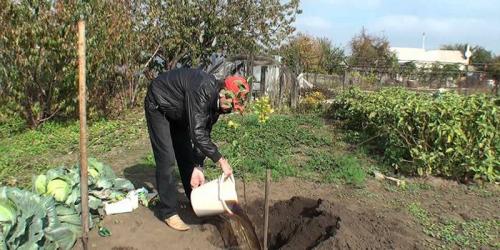 Что можно посадить на зиму на даче. Что сажают осенью в саду и огороде