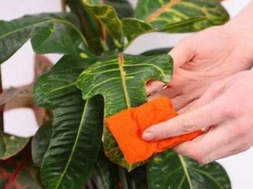 Кротон узколистный уход. Кротон —, как ухаживать в домашних условиях