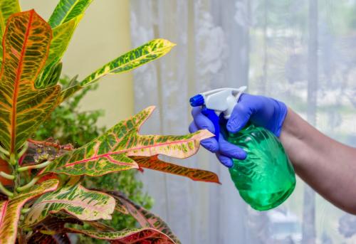 Кротон узколистный уход. Кротон —, как ухаживать в домашних условиях