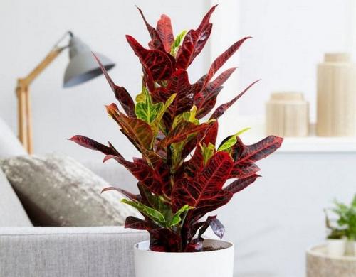 Кротон сколько живет. Растение Кротон: краткое описание