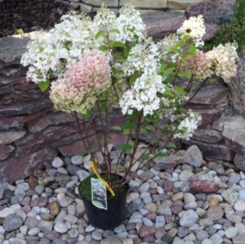 Гортензия бобо в ландшафтном дизайне. Особенности сорта