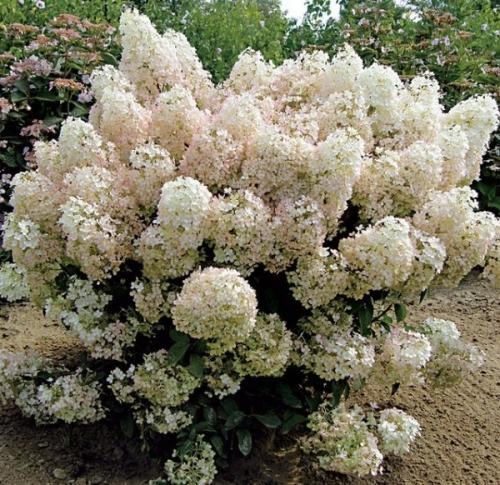 Гортензия метельчатая бобо. Посадка готовых саженцев 05
