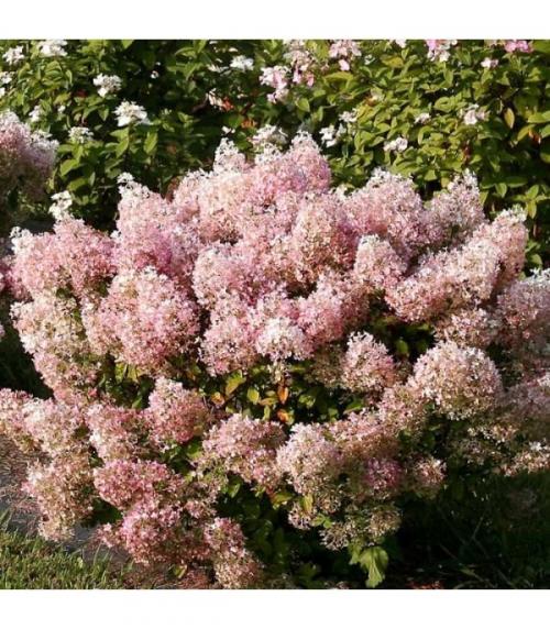 Гортензия метельчатая бобо. Посадка готовых саженцев 06