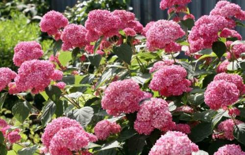 Гортензия метельчатая бобо. Посадка готовых саженцев 08