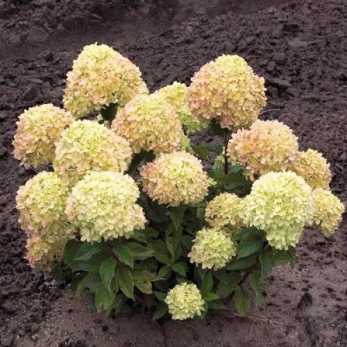 Гортензия Литл Лайм. Описание метельчатой гортензии Литл Лайм