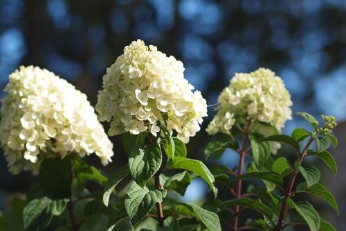 Гортензия бобо: описание. История создания и описание сорта