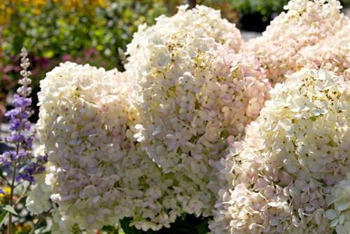 Гортензия бобо: описание. История создания и описание сорта