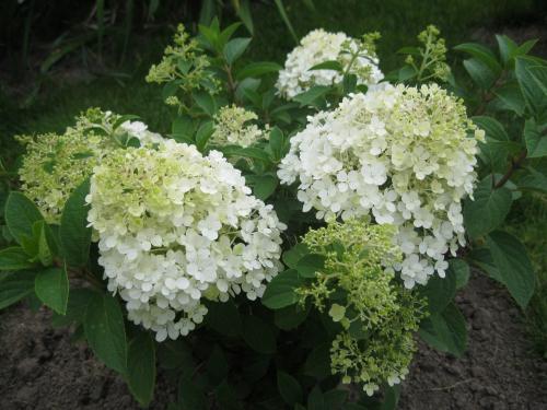 Гортензия метельчатая бобо. Посадка готовых саженцев 07