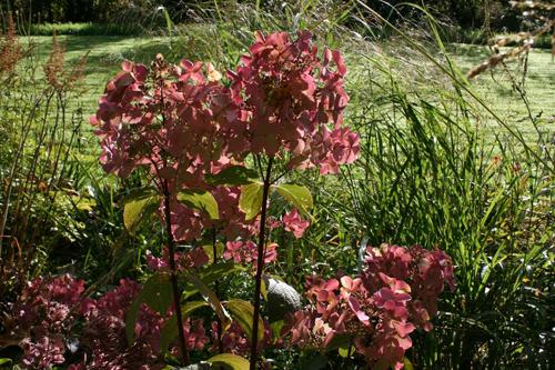 Гортензия вимс ред. Описание внешнего вида и особенности