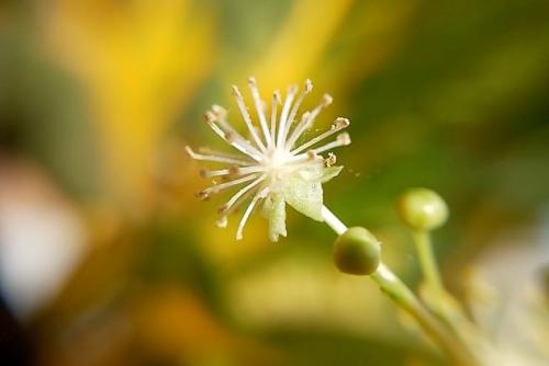 Каталог кротонов. Описание растения