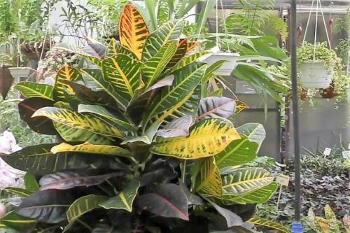 Каталог кротонов. Описание растения