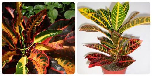 Кротон желтый. Кодиеум пестрый ( Codiaeum variegatum ) Вариегатум