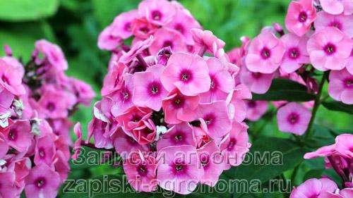 Стратификация семян флоксов. Условия выращивания рассады флокса Друммонда из семян