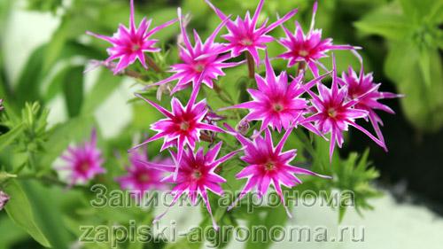 Стратификация семян флоксов. Условия выращивания рассады флокса Друммонда из семян