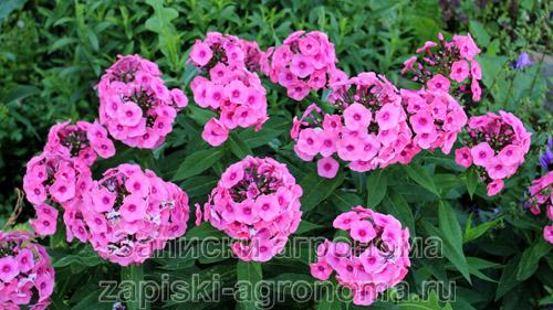 Стратификация семян флоксов. Условия выращивания рассады флокса Друммонда из семян