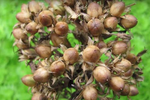 Флоксы из семян в домашних условиях. Выращивание многолетних флоксов из семян: сроки и правила посадки