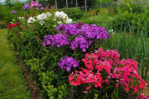 Флоксы многолетние низкорослые сорта. Флоксы (60 фото): виды и особенности ухода