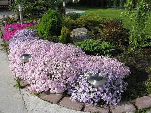 Флоксы многолетние когда сажать. Выращивание многолетних флоксов из семян: сроки и правила посадки