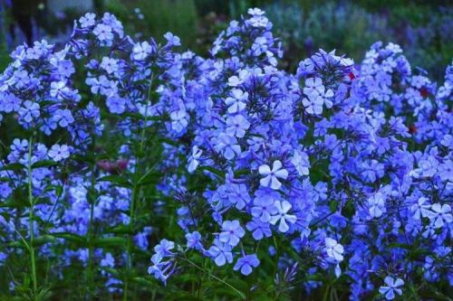 Флоксы многолетние низкорослые сорта. Флоксы (60 фото): виды и особенности ухода