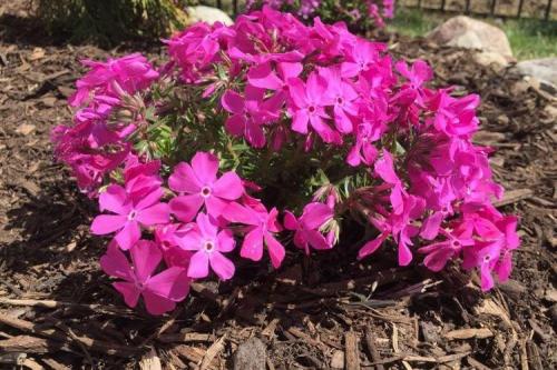 Флоксы многолетние низкорослые сорта. Флоксы (60 фото): виды и особенности ухода