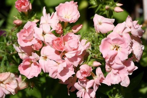 Флоксы многолетние низкорослые сорта. Флоксы (60 фото): виды и особенности ухода