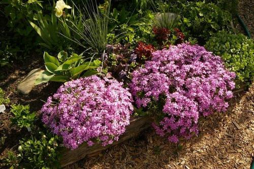 Флоксы многолетние низкорослые сорта. Флоксы (60 фото): виды и особенности ухода