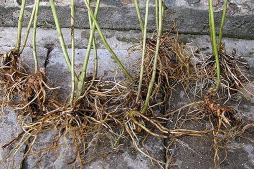 Посадка флоксов корневищем. Подготовка к посадке