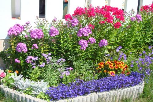 Посадка флоксов корневищем. Подготовка к посадке