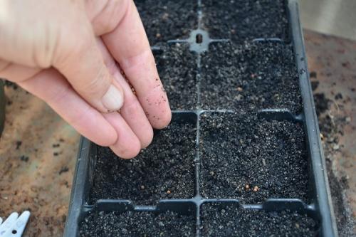 Когда сажать многолетние флоксы на рассаду. Сроки посева