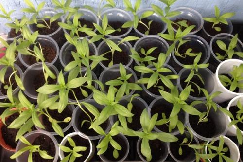 Когда сажать многолетние флоксы на рассаду. Сроки посева