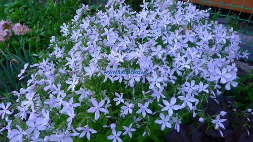 Внешние отличия однолетних флоксов от многолетних. Посадка и уход за рассадой однолетних флоксов 01 Внешние отличия однолетних флоксов от многолетних. Посадка и уход за рассадой однолетних флоксов 01