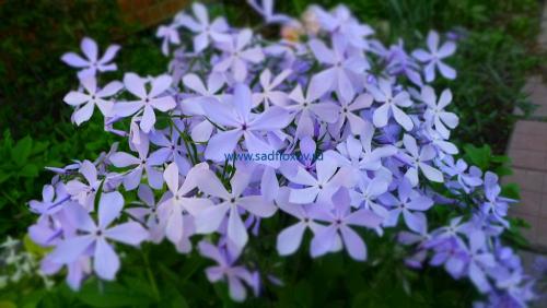 Внешние отличия однолетних флоксов от многолетних. Посадка и уход за рассадой однолетних флоксов 02 Внешние отличия однолетних флоксов от многолетних. Посадка и уход за рассадой однолетних флоксов 02