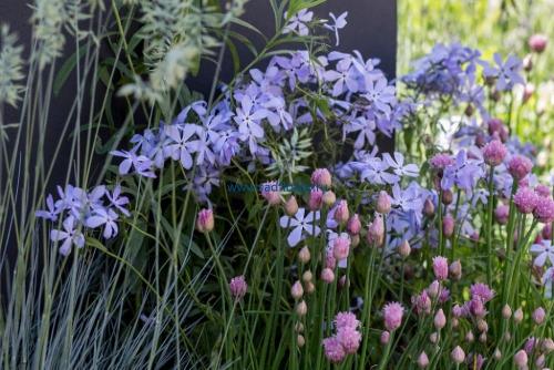 Внешние отличия однолетних флоксов от многолетних. Посадка и уход за рассадой однолетних флоксов 05 Внешние отличия однолетних флоксов от многолетних. Посадка и уход за рассадой однолетних флоксов 05