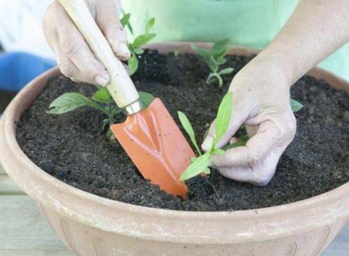 Посадка флокса семенами на рассаду. Посадка на рассаду 05