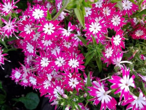 Как сажать флоксы семенами в открытый грунт. Выращивание флоксов из семян: посев семян на рассаду