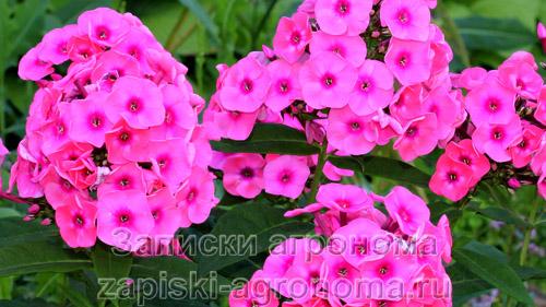 Когда сажать многолетние флоксы на рассаду. Условия выращивания рассады флокса Друммонда из семян