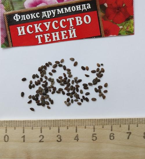 Как сажать флоксы семенами в открытый грунт. Выращивание флоксов из семян: посев семян на рассаду