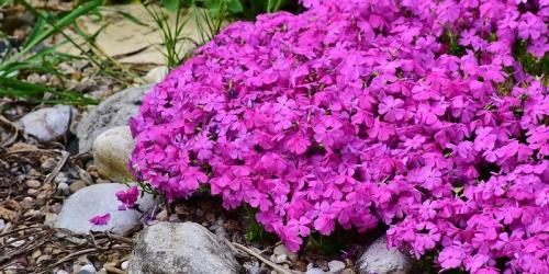 Как сажать флоксы семенами в открытый грунт. Выращивание флоксов из семян: посев семян на рассаду