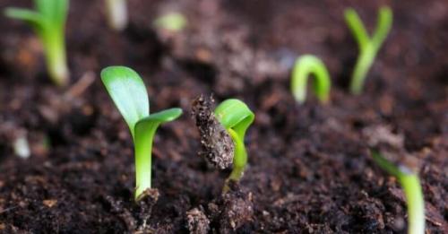 Как посадить флоксы из магазина. Как и когда высаживают флоксы