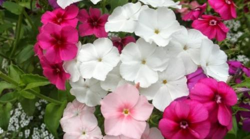 Флоксы однолетние низкорослые. Однолетние флоксы: описание сортов и особенности выращивания