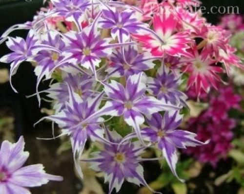 Выращивание однолетних флоксов из семян. Выращивание флоксов из семян 03 Выращивание однолетних флоксов из семян. Выращивание флоксов из семян 03