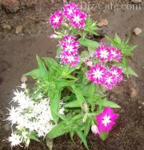 Выращивание однолетних флоксов из семян. Выращивание флоксов из семян 02 Выращивание однолетних флоксов из семян. Выращивание флоксов из семян 02